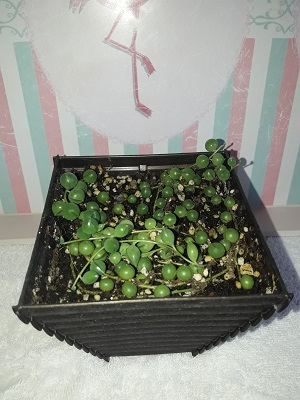 Name:  senecio.jpg
Views: 330
Size:  69.0 KB