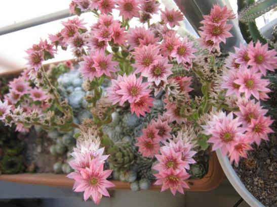 Name:  sempervivum a..jpg
Views: 1181
Size:  45.0 KB