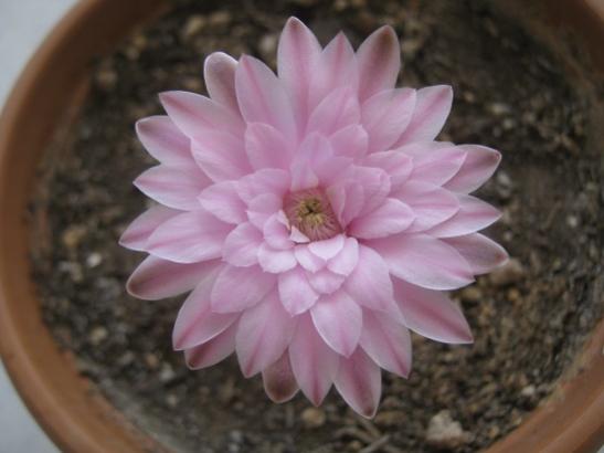 Name:  gymnocalycium m 1.jpg
Views: 1208
Size:  25.1 KB