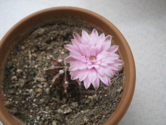 Name:  gymnocalycium m..jpg
Views: 1117
Size:  27.7 KB