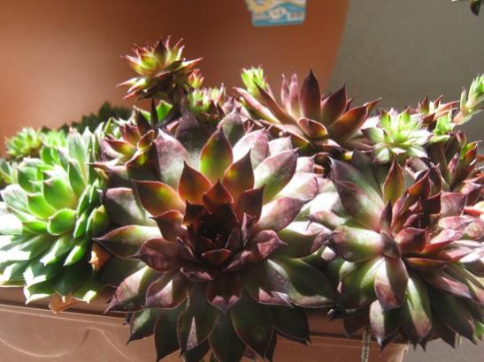 Name:  sempervivum.jpg
Views: 1326
Size:  39.5 KB