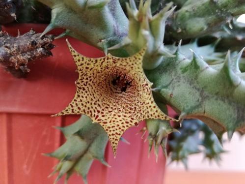 Name:  huernia b..jpg
Views: 1103
Size:  30.3 KB