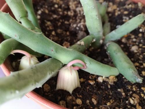 Name:  huernia-.jpg
Views: 1100
Size:  29.9 KB