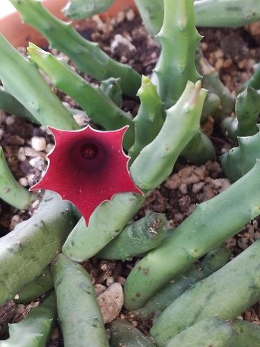 Name:  huernia--.jpg
Views: 1322
Size:  32.3 KB