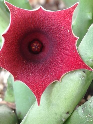 Name:  huernia---.jpg
Views: 1262
Size:  32.7 KB