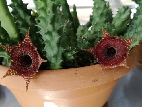 Name:  huernia.jpg
Views: 1378
Size:  28.5 KB