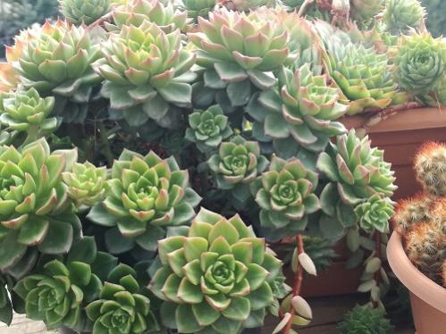 Name:  sedeveria letizia.jpg
Views: 1058
Size:  42.0 KB