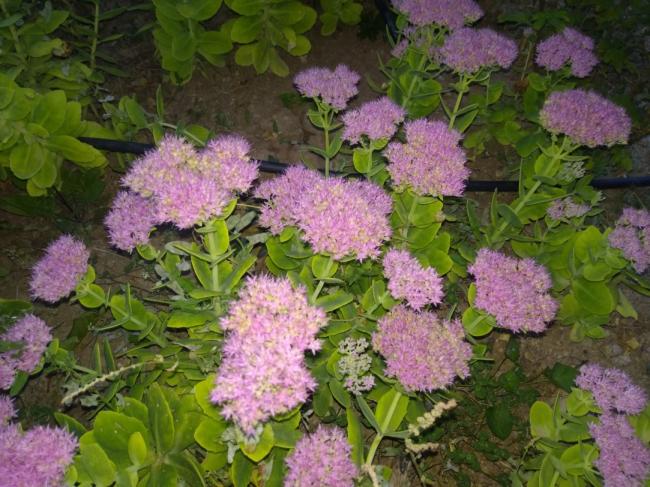 Name:  Sedum autumn joy 3.jpg
Views: 752
Size:  65.7 KB