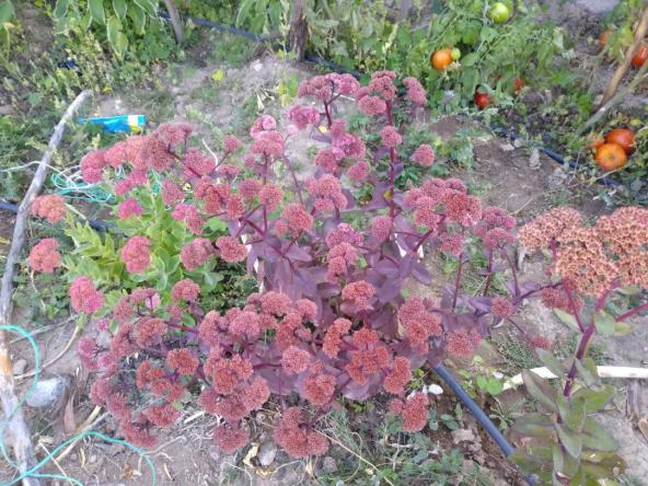 Name:  Sedum autumn joy 1.jpg
Views: 728
Size:  71.4 KB