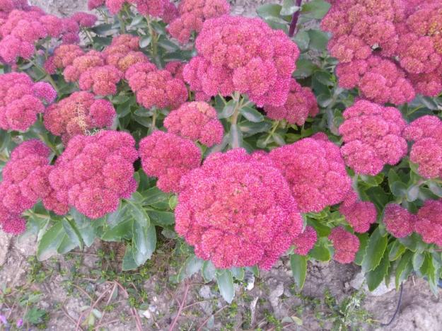 Name:  Sedum autumn joy.jpg
Views: 748
Size:  71.0 KB