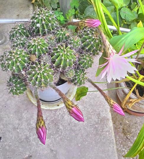Name:  Echinopsis oxygona (Kaynana Topuzu) 1.jpg
Views: 729
Size:  73.7 KB