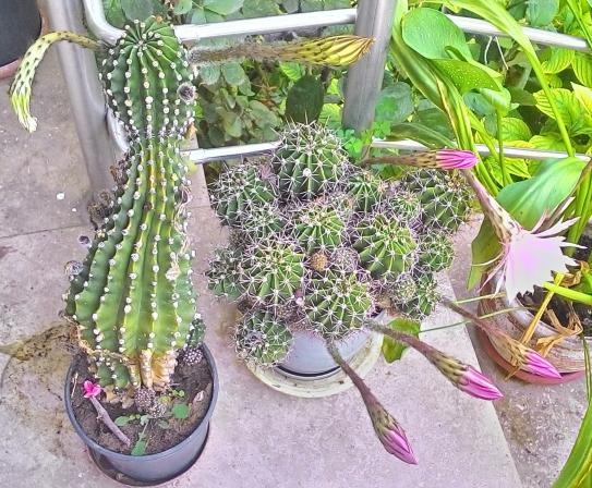 Name:  Echinopsis oxygona (Kaynana Topuzu).jpg
Views: 704
Size:  72.2 KB