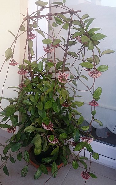 Name:  mumiek.jpg
Views: 718
Size:  68.3 KB