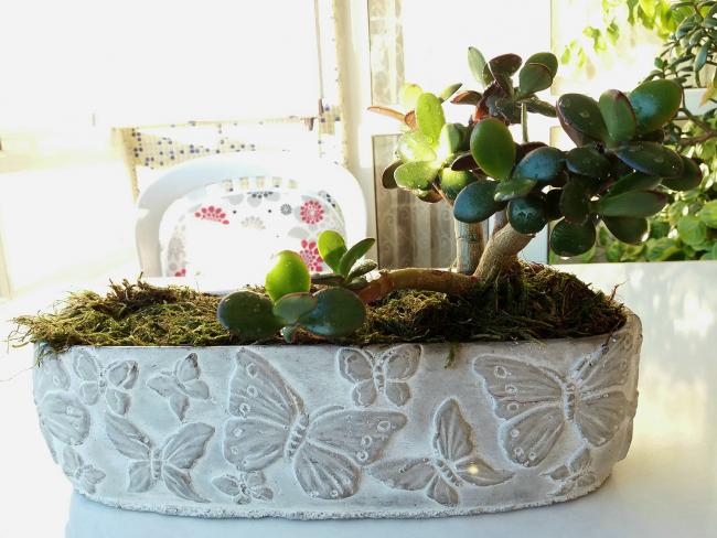 Name:  sukulentbonsai01.jpg
Views: 356
Size:  51.3 KB