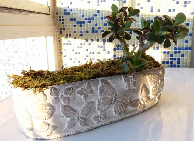Name:  sukulentbonsai02.jpg
Views: 351
Size:  56.4 KB