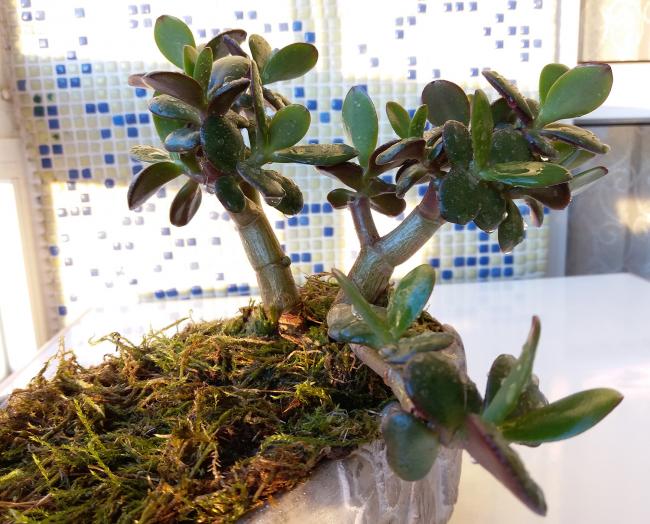 Name:  sukulentbonsai04.jpg
Views: 359
Size:  65.5 KB