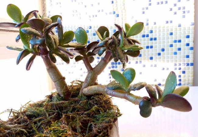 Name:  sukulentbonsai05.jpg
Views: 349
Size:  56.1 KB