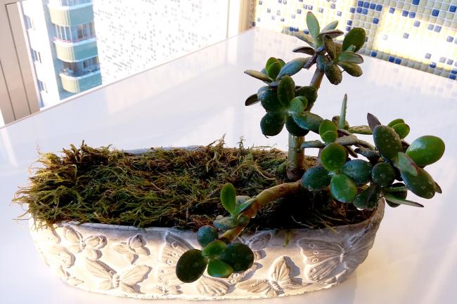Name:  sukulentbonsai03.jpg
Views: 353
Size:  52.0 KB