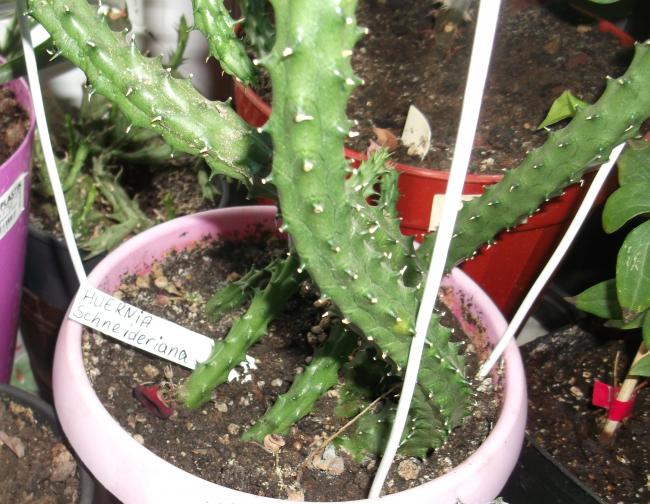 Name:  DSCF1621.jpg
Views: 660
Size:  67.3 KB