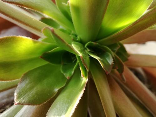 Name:  aeonium.jpg
Views: 936
Size:  24.4 KB