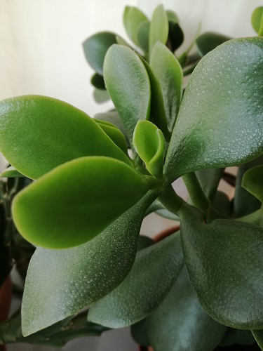 Name:  crassula ovata1.jpg
Views: 898
Size:  69.5 KB