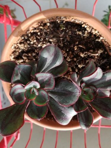 Name:  echeveria.jpg
Views: 911
Size:  33.5 KB