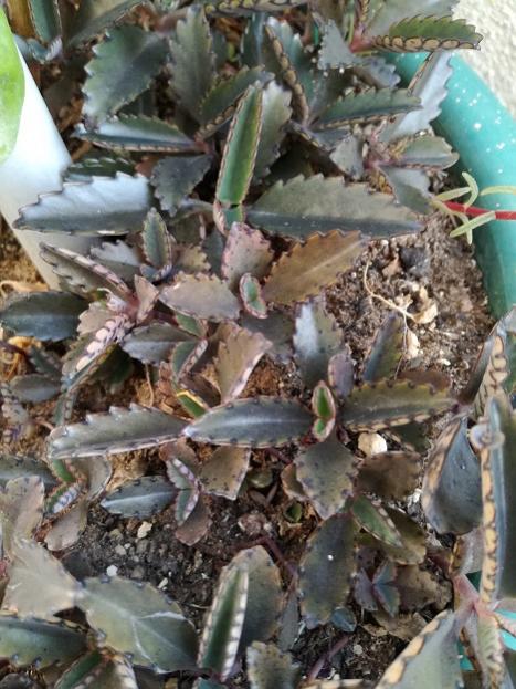 Name:  kalanchoe daigremontiana.jpg
Views: 907
Size:  62.3 KB