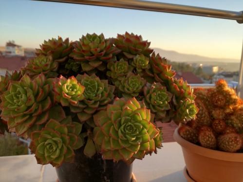 Name:  sedeveria letizia.jpg
Views: 875
Size:  27.1 KB