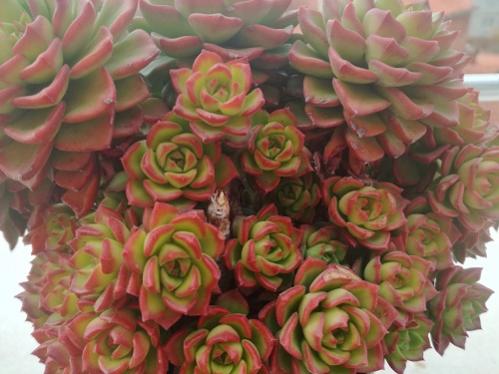 Name:  sedeveria letizia1.jpg
Views: 902
Size:  32.5 KB