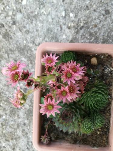 Name:  sempervivum red rubin.jpg
Views: 888
Size:  37.3 KB