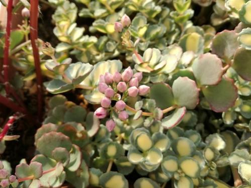 Name:  sedum sieboldii.jpg
Views: 940
Size:  36.1 KB