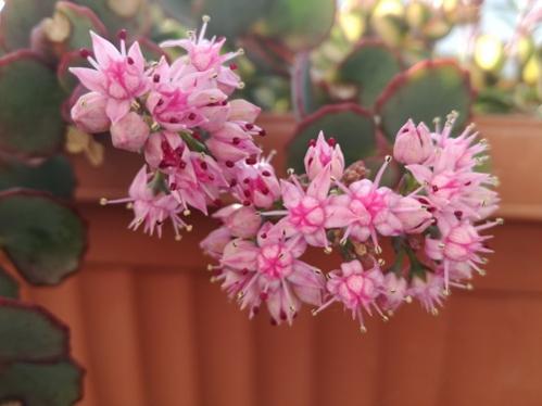 Name:  sedum sieboldii1.jpg
Views: 881
Size:  25.0 KB
