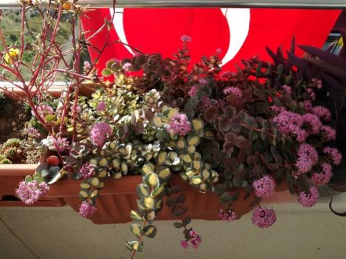 Name:  sedum sieboldii2.jpg
Views: 912
Size:  38.9 KB