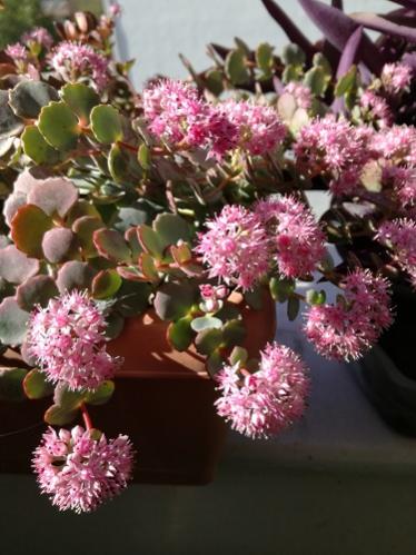 Name:  sedum sieboldii3.jpg
Views: 911
Size:  37.5 KB