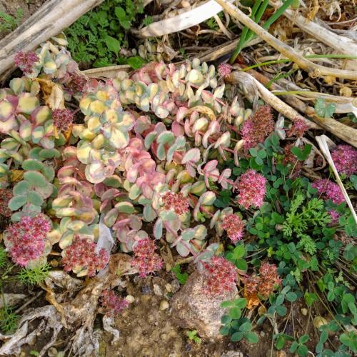 Name:  Sedum sieboldii .jpg
Views: 639
Size:  76.2 KB