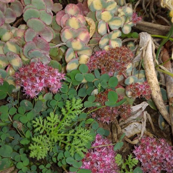 Name:  Sedum sieboldii 1.jpg
Views: 681
Size:  73.6 KB
