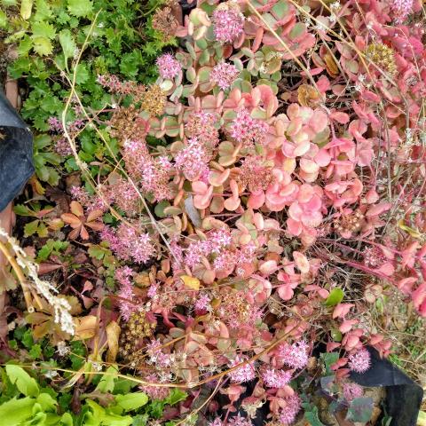 Name:  Sedum sieboldii 4 .jpg
Views: 636
Size:  80.0 KB