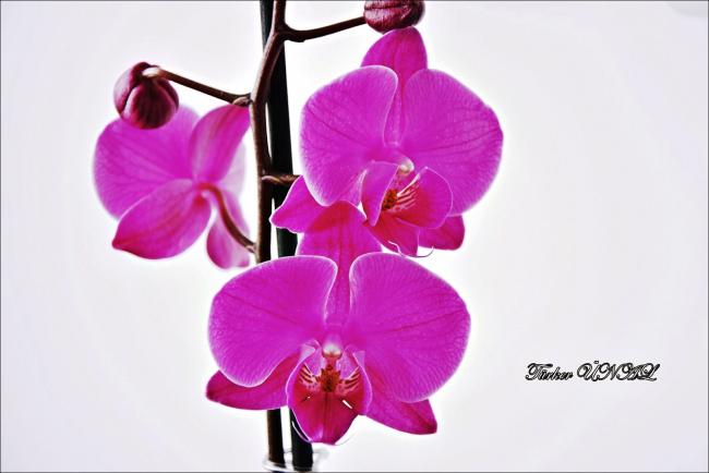 Name:  oo (1).jpg
Views: 819
Size:  30.2 KB
