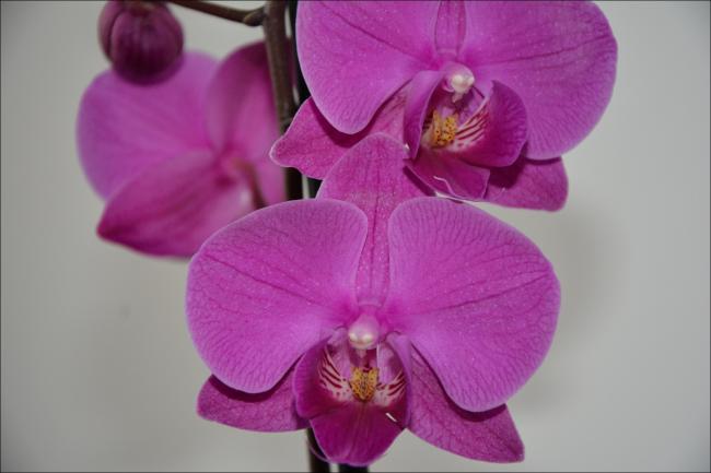 Name:  oo (3).jpg
Views: 796
Size:  27.9 KB