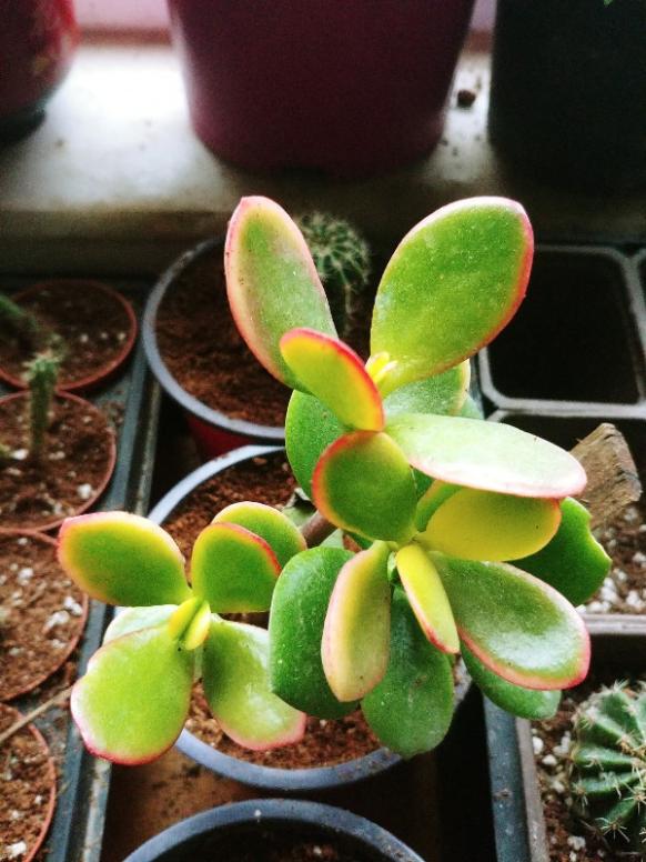 Name:  20190208_130911_HDR-600x800.jpg
Views: 561
Size:  67.0 KB