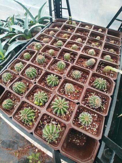 Name:  20181124_123806_HDR-600x800.jpg
Views: 505
Size:  73.1 KB