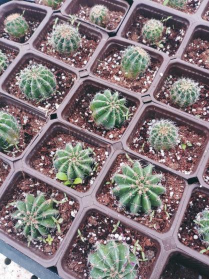 Name:  20181124_123813_HDR-600x800.jpg
Views: 470
Size:  73.6 KB