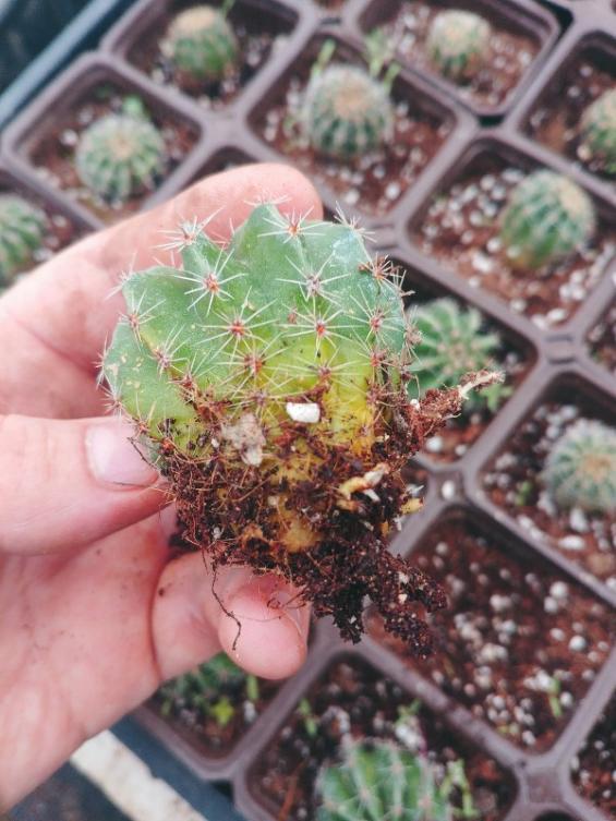 Name:  20181124_123911_HDR-600x800.jpg
Views: 509
Size:  67.0 KB