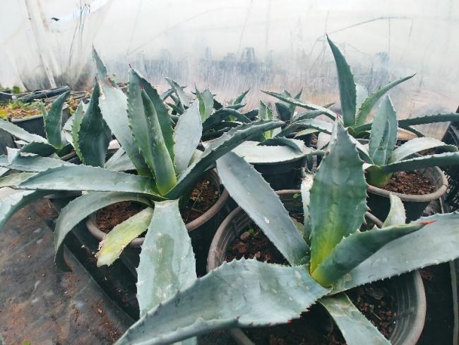 Name:  20181126_151952_HDR.jpg
Views: 576
Size:  55.1 KB