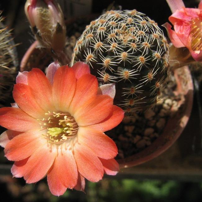 Name:  Mediolobivia haagei F1115.jpg
Views: 886
Size:  65.7 KB