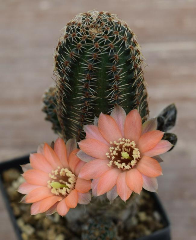 Name:  mediolobivia haagei rh 327a.jpg
Views: 1067
Size:  54.7 KB