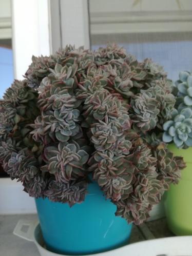 Name:  christat echeveria.jpg
Views: 823
Size:  28.2 KB