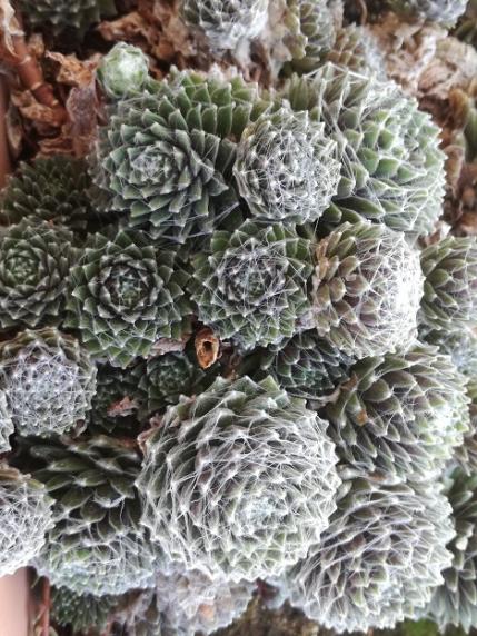 Name:  sempervivum.jpg
Views: 1009
Size:  66.8 KB