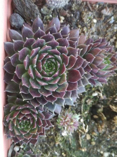 Name:  sempervivum1.jpg
Views: 1000
Size:  55.4 KB