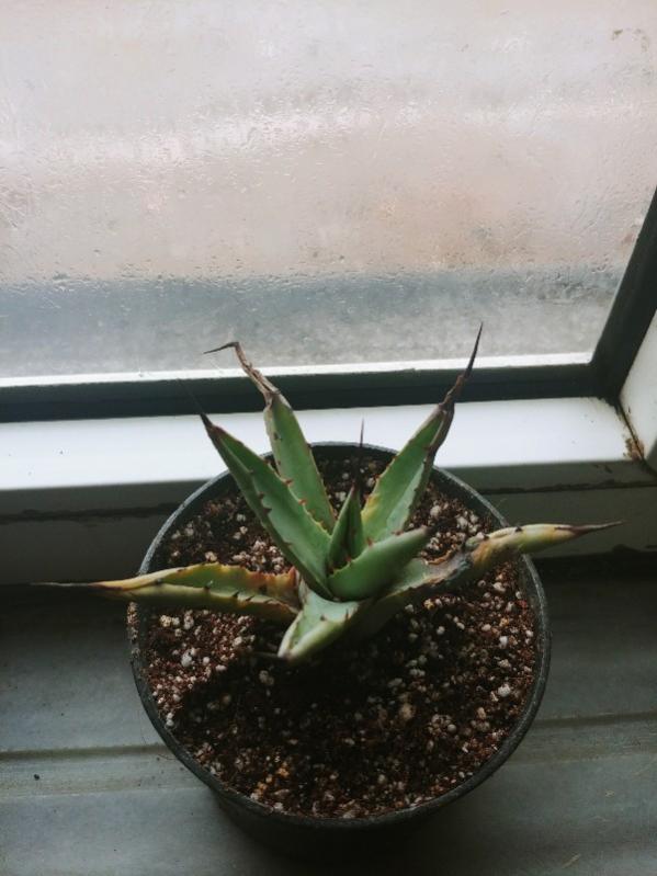 Name:  20190223_153627_HDR-600x800.jpg
Views: 495
Size:  51.7 KB